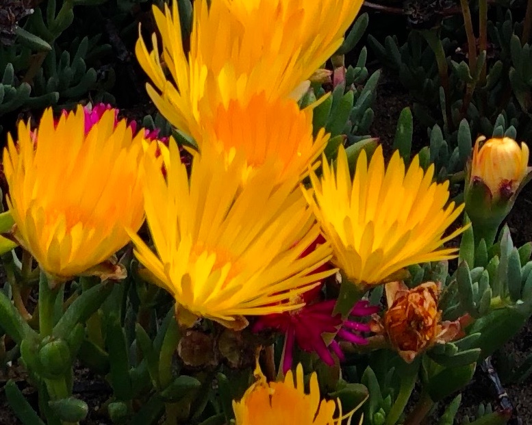 Test Crop image and video